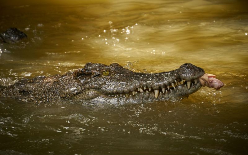crocodile-parc-cat-tien
