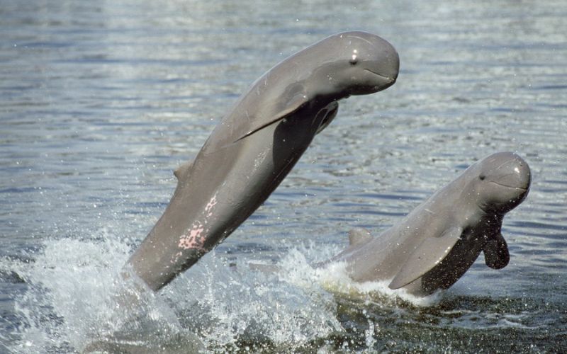 dauphins-d&rsquo;Irrawaddy