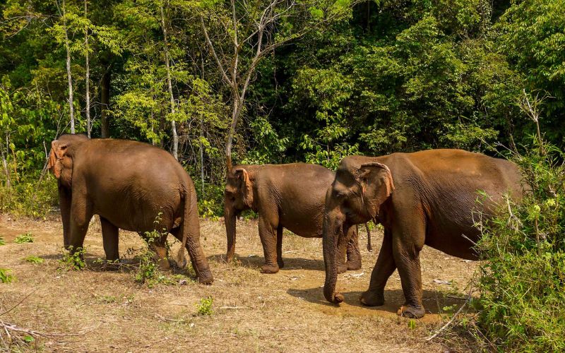 &eacute;l&eacute;phants-mondolkiri