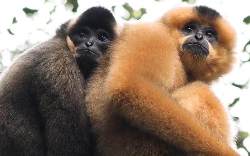 gibbons-parc-cat-tien