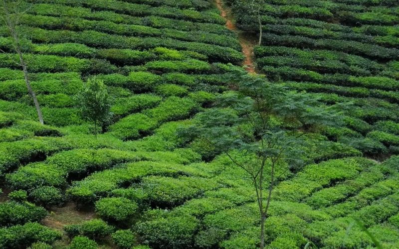 les plantations de th&eacute; de Suoi Giang