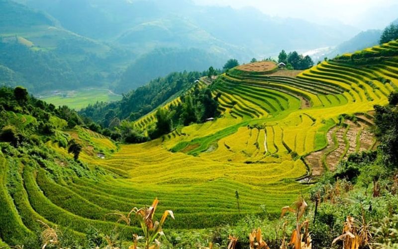 Les rizi&egrave;res de la vall&eacute;e de Muong Lo