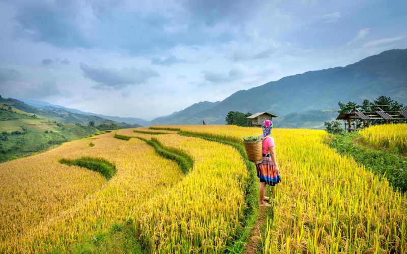 Les rizi&egrave;res de Sapa