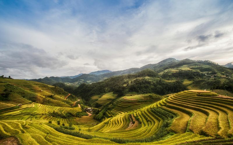 Mu cang chai