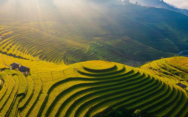 Mu cang chai