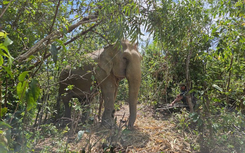 parc-national-de-Yok-Don