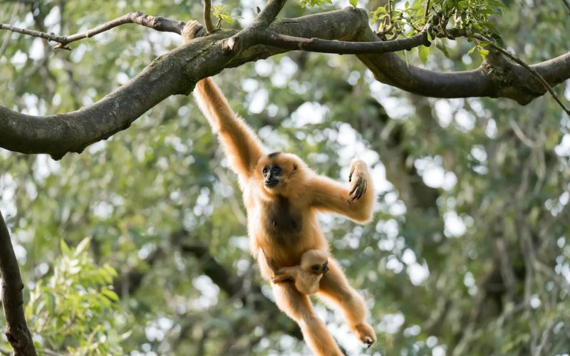 primates-parc-cat-tien