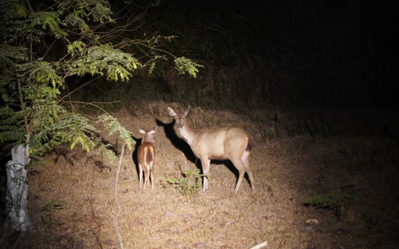safari-nocturne-parc-cat-tien