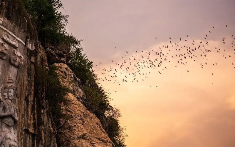 spectacle-naturel-chauves-souris-Phnom-Sampov