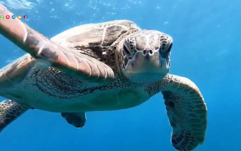 tortues-marines-con-dao